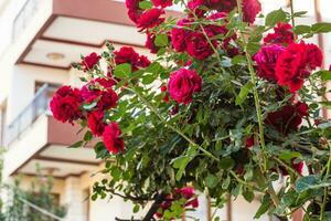 lindo rosas dentro a jardim, crescendo rosas. foto