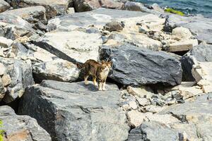 gato em a de praia foto