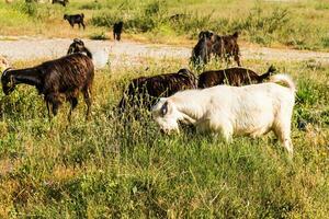 Peru gado, ovelha e gado em uma Fazenda foto