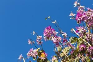 floração cereja dentro a céu foto