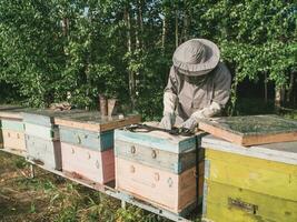 apicultor removendo favo de mel a partir de colméia. pessoa dentro apicultor terno levando querida a partir de colmeia. agricultor vestindo abelha terno trabalhando com favo de mel dentro apiário. apicultura dentro campo - orgânico agricultura foto