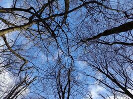 inverno floresta árvores fundo, árvores' galhos sem folhas e azul céu foto