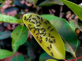 a silencioso ameaça, formigas festa em uma indefeso folha foto