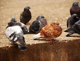 pombo marrom sentado entre pombos pretos e cinza na calçada marrom foto