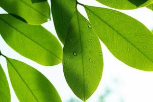 água no fundo da licença, natureza da folha verde foto