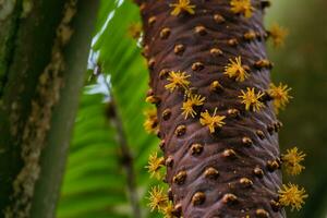 fechar-se do coco de mer enviar fruta, com abelha levando a néctar, mahe seychelles. foto