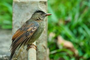 seychelles endêmico bulbul pássaro comendo goiaba em a chão, mahe seychelles foto