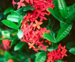 vermelho agulha rei das flores ixora florescendo ixora chinensis rubiaceae flor, ixora flor, ixora coccinea fundo foto