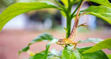 oriental jardim lagarto em abacate árvore ,oriental jardim lagarto - calotes versicolor, colorida mutável lagarto a partir de ásia florestas e arbustos, tailândia foto