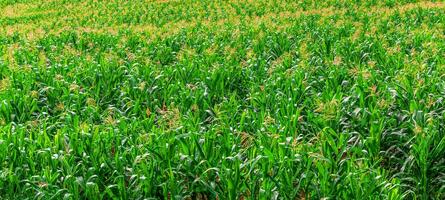 verde milho campo dentro agrícola jardim esperando para colheita foto