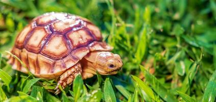 fechar acima do sulcata tartaruga ou africano estimulado tartaruga classificado Como uma ampla tartaruga dentro natureza, lindo bebê africano espora tartarugas foto