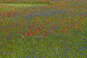 castelluccio di norcia e sua natureza florida foto