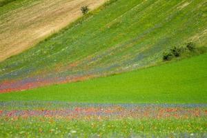 castelluccio di norcia e sua natureza florida foto