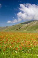 castelluccio di norcia e sua natureza florida foto