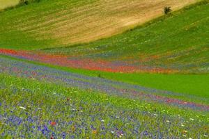 castelluccio di norcia e sua natureza florida foto