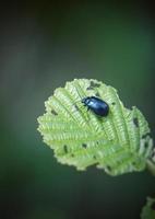 folhas verdes da planta na natureza na primavera foto