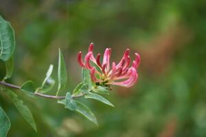 fechar acima do madressilva, lonicera periclímeno, flor foto