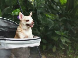 Castanho curto cabelo chihuahua cachorro em pé dentro animal carrinho de criança dentro a jardim. sorridente Felizmente. foto