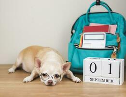 sonolento Castanho chihuahua cachorro vestindo olho copos, deitado baixa com escola mochila e de madeira calendário setembro 01 em de madeira chão e branco muro. foto