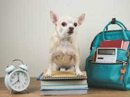 Castanho chihuahua cachorro em pé com pilha do livros, alarme relógio 8 horas e escola mochila em de madeira chão e branco fundo. costas para escola foto