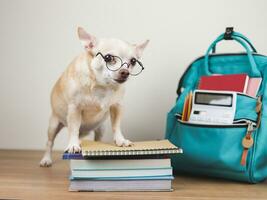 Castanho chihuahua cachorro vestindo olho copos, em pé com pilha do livros e escola mochila em de madeira chão e branco fundo. costas para escola foto