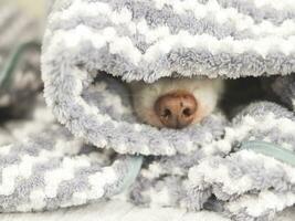 chihuahua cachorro nariz debaixo cinzento e branco listras cobertor. chihuahua cachorro não quer para despertar acima dentro frio dia . foto