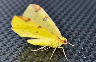 lindo amarelo bebê traça borboleta foto