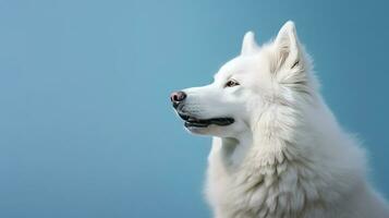 retrato do uma branco samoiedo cachorro em uma azul fundo. ai generativo foto