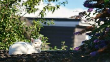 persa procriar gato é posando dentro uma casa jardim às luton Cidade do Inglaterra Reino Unido foto