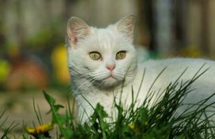 fofa persa gato é posando dentro uma casa jardim às luton Cidade do Inglaterra Reino Unido foto