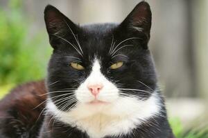 persa procriar gato é posando dentro uma casa jardim às luton Cidade do Inglaterra Reino Unido foto