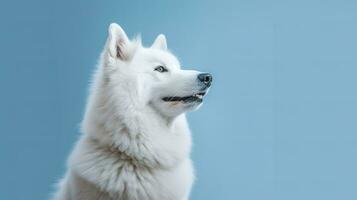 retrato do uma branco samoiedo cachorro em uma azul fundo. ai generativo foto