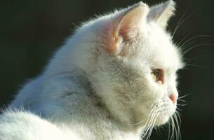 persa procriar gato é posando dentro uma casa jardim às luton Cidade do Inglaterra Reino Unido foto