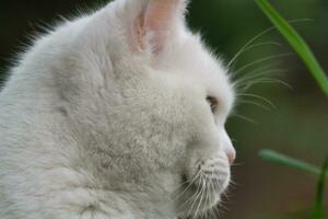 fofa persa gato é posando dentro uma casa jardim às luton Cidade do Inglaterra Reino Unido foto