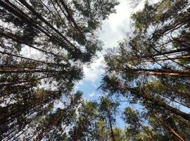 Alto Pinheiros bosques, natureza papel de parede, lindo floresta fundo foto