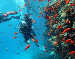 mergulho dentro a vermelho mar dentro Egito, tropical recife foto