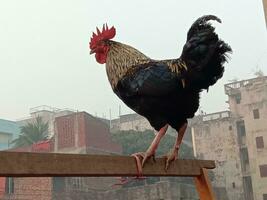 galo frango em Fazenda para colheita foto