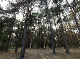 Alto Pinheiros bosques, natureza papel de parede, lindo floresta fundo foto