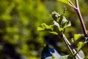 arctium lappa. arctium lappa, maior bardana, comestível bardana, lappa, mendigo botões, espinhoso rebarba, ou feliz principal é uma eurasian espécies do plantas dentro a família asteraceae. foto