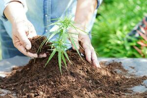 árvore crescendo com a mão, ecodia da terra, salve o mundo, salve a terra, fique verde foto