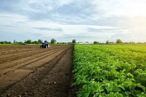 uma agricultor cultiva a solo em a local do a já colhido batata. moagem solo, esmagamento antes corte linhas. agricultura, agricultura. aração campo. afrouxamento superfície, terra cultivo. foto