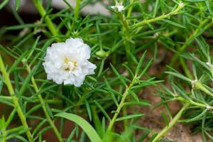 branco comum beldroega verdolaga, caruru, pequeno hogweed, pusley foto