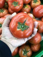 segurando fresco vermelho tomates colhido dentro jardim. colhido fruta e vegetais, fresco e apetitoso. pronto para estar vendido em a mercado. foto