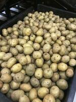 montes do colhido batatas para venda cesta fazer compras para oferta. foto