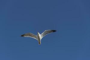 lindo gaivota vôo livre em a azul céu espalhar asas foto