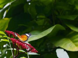 vermelho amarração borboleta em lee rubra vermelho flores florescendo dentro a parque, a atmosfera é fresco. foto