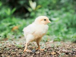 uma frango bebê dentro a jardim foto