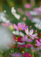 flor rosa do cosmos no jardim foto