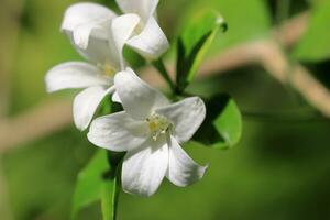 pequeno branco flores em a árvore foto