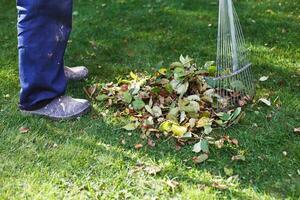 homem varrendo folhas de outono caídas em seu gramado. conceito de trabalho de outono foto